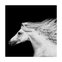 Védjegy Szépművészet 'Fekete -fehér lovak v' vászon művészet, Phburchett
